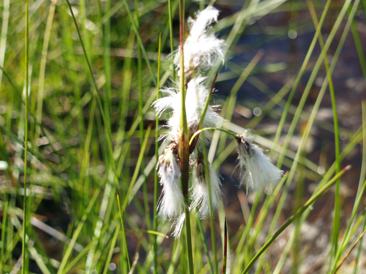 Cotton Grass, Common flower
